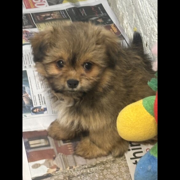 Pomeranian - Both
