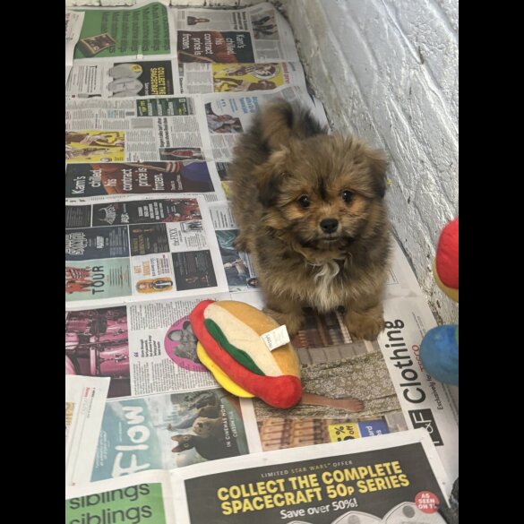 Pomeranian - Both