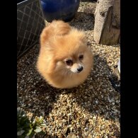 Pomeranian - Both