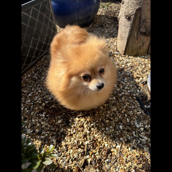 Pomeranian - Both
