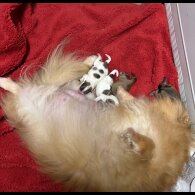 Pomeranian - Both
