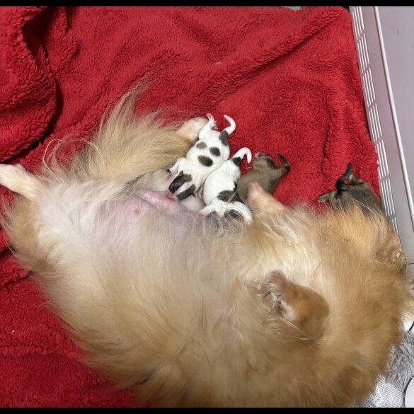 Pomeranian - Both