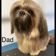 Pomeranian - Both