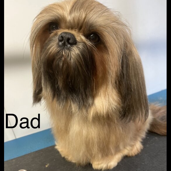 Pomeranian - Both