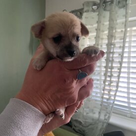 Pomeranian - Dogs