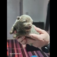 Pomeranian - Both
