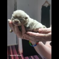 Pomeranian - Both