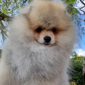 Pomeranian - Dogs