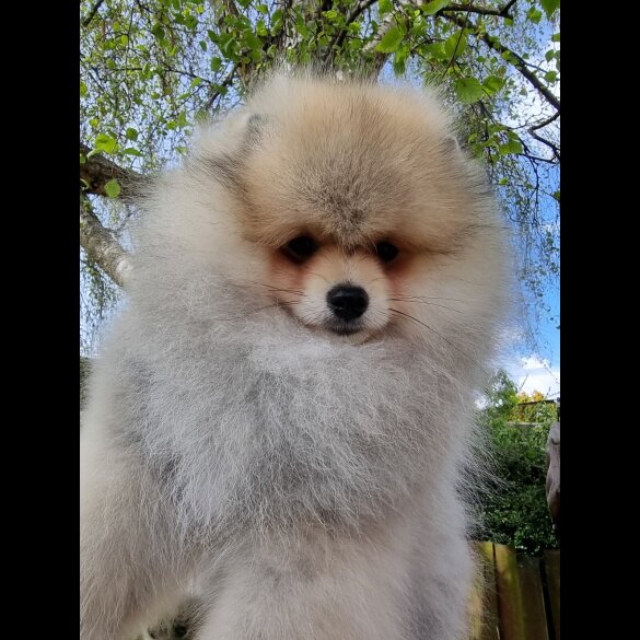 Pomeranian - Dogs