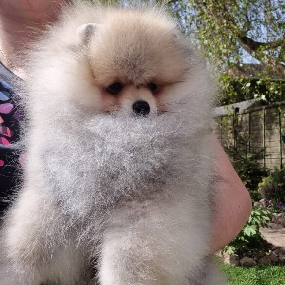 Pomeranian - Dogs