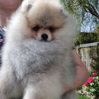 Pomeranian - Dogs