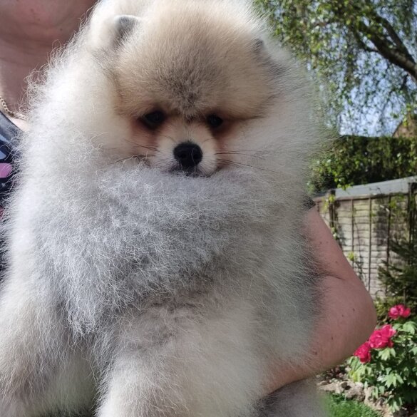 Pomeranian - Dogs