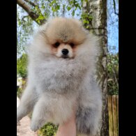 Pomeranian - Dogs