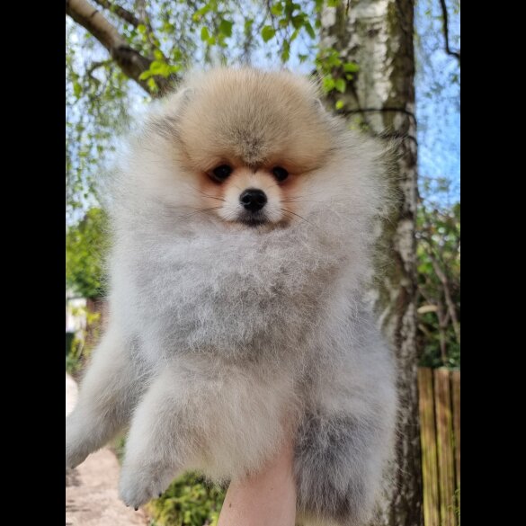 Pomeranian - Dogs