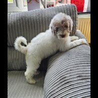 Poodle - Both