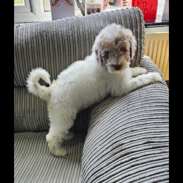 Poodle - Both