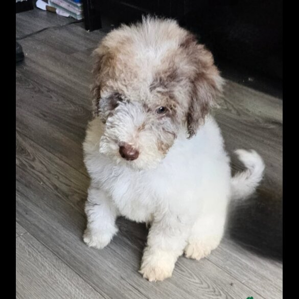 Poodle - Both
