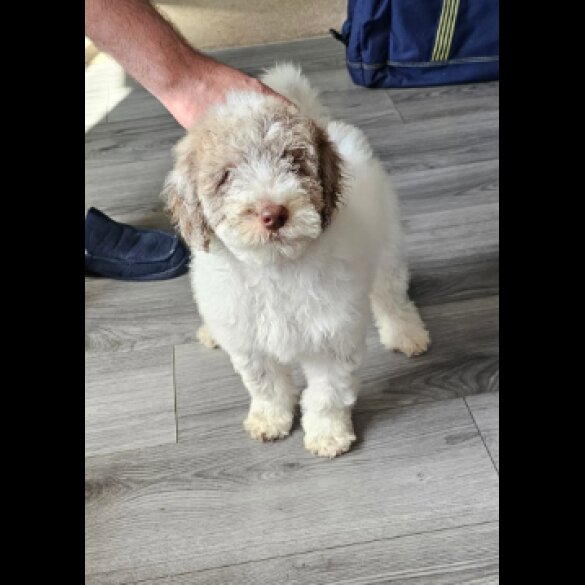 Poodle - Both