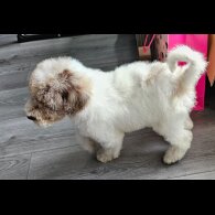 Poodle - Both