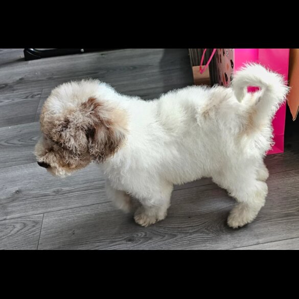 Poodle - Both