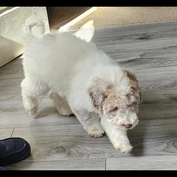 Poodle - Both