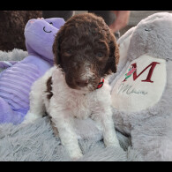 Poodle - Both