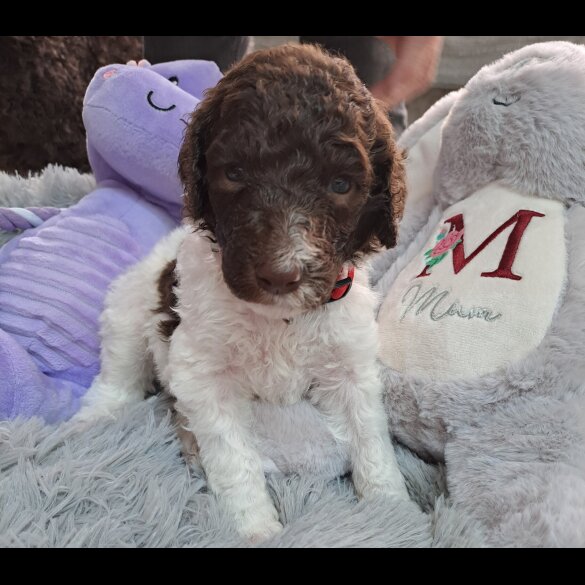 Poodle - Both