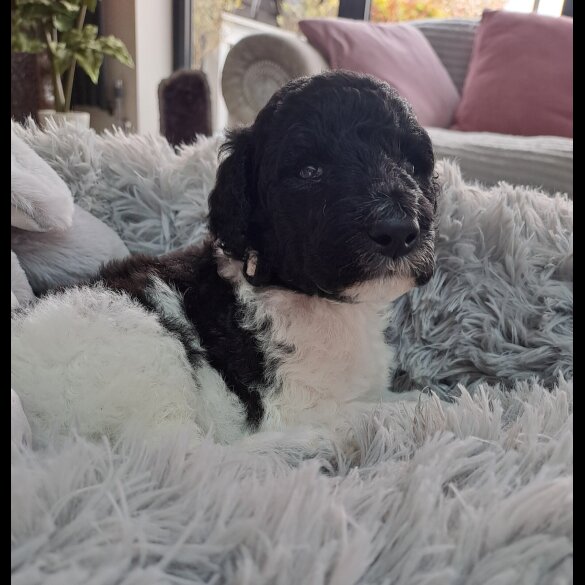 Poodle - Both