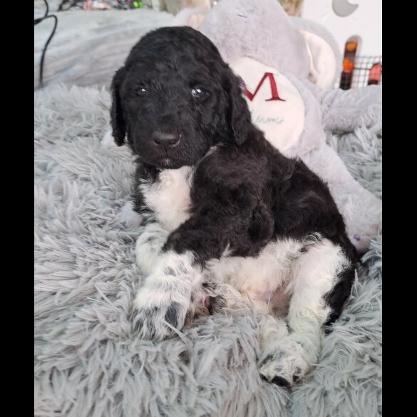 Poodle - Both