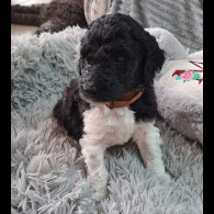 Poodle - Both