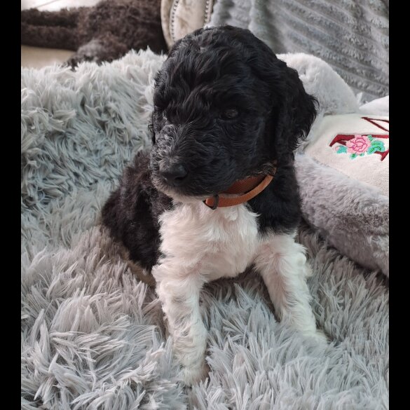 Poodle - Both