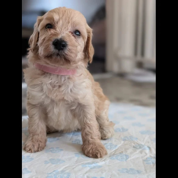 Cavapoo - Both