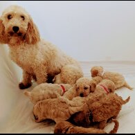 Cavapoo - Both