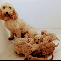 Cavapoo - Both