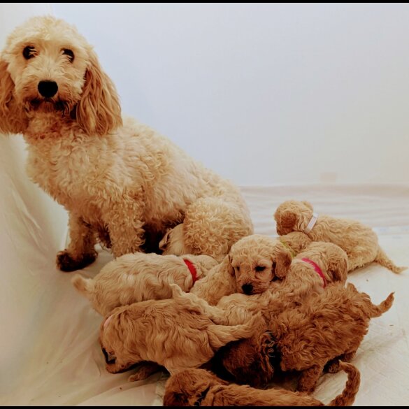 Cavapoo - Both
