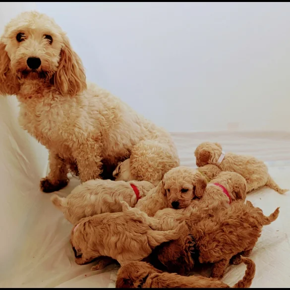 Cavapoo - Both