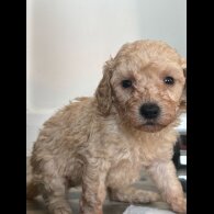 Cavapoo - Both