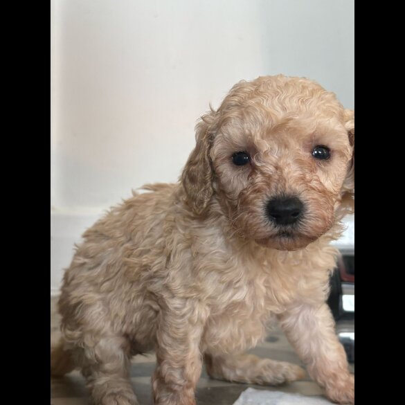 Cavapoo - Both