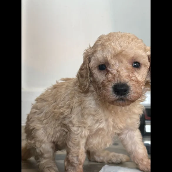 Cavapoo - Both