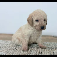 Cavapoo - Both