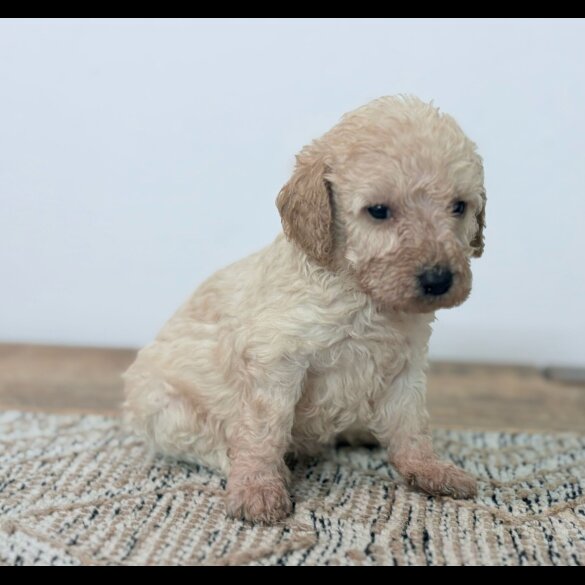 Cavapoo - Both