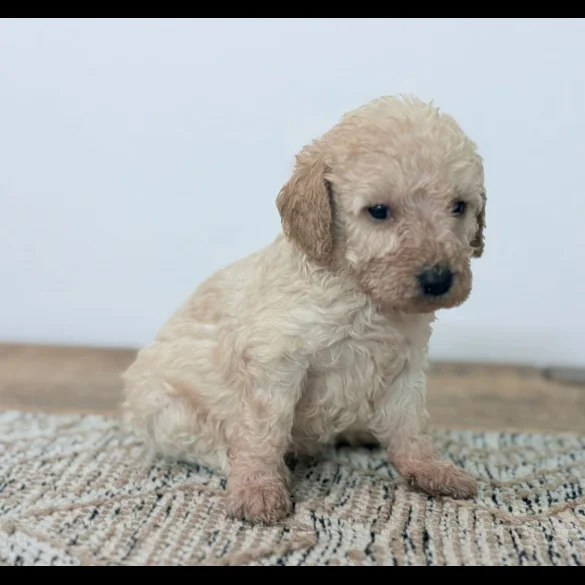 Cavapoo - Both