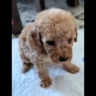 Cavapoo - Both