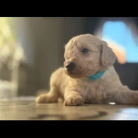 Cavapoo - Both