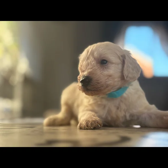 Cavapoo - Both