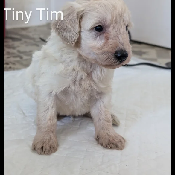 Cavapoo - Both