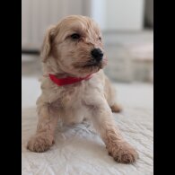 Cavapoo - Both
