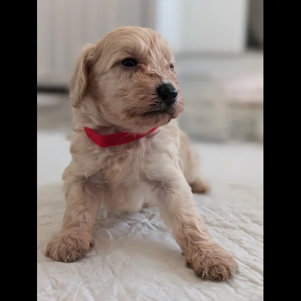 Cavapoo - Both