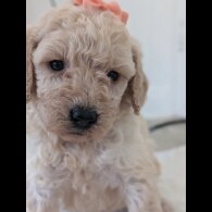Cavapoo - Both
