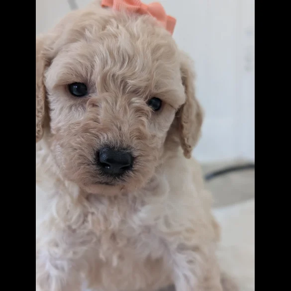 Cavapoo - Both